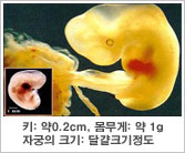 태아의 특징 - 키 : 약 0.2cm, 몸무게 : 약 1g, 자궁의 크기 : 달걀크기정도