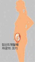 엄마의 변화 : 임신 5개월 째 자궁의 크기 이미지