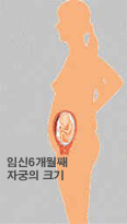 엄마의 변화 : 임신 6개월 째 자궁의 크기 이미지