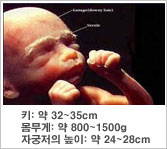 태아의 특징 - 키 : 약 32~35cm, 몸무게 : 약 800~1500g, 자궁의 크기 : 약 24~28cm