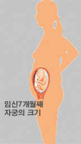 엄마의 변화 : 임신 7개월 째 자궁의 크기 이미지
