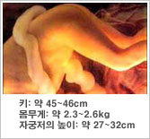 태아의 특징 - 키 : 약 45~46cm, 몸무게 : 약 2.3~2.6kg, 자궁의 크기 : 약 27~32cm