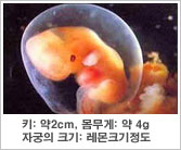 태아의 특징 - 키 : 약 2cm, 몸무게 : 약 4g, 자궁의 크기 : 레몬크기정도