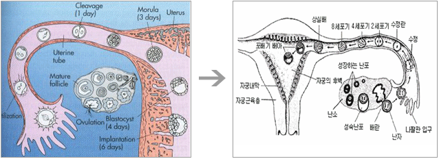 여성 자궁 구조 이미지
